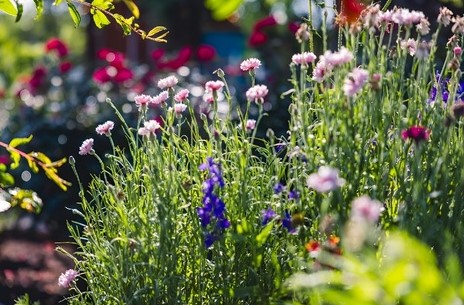 ingrijire-plante-flori-vara